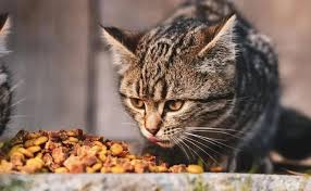 Croquetas para Gato