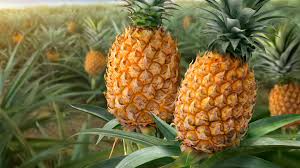 Piña