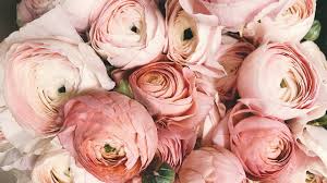Rosas