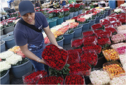 Verduras en exhibición